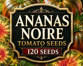 Ananas Noire Tomatensamen, alte Sorte „Black Pineapple Beefsteak“, süßer, vollmundiger Geschmack, unbestimmtes Gartengemüse