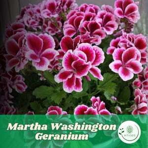 May include: A close-up of a Martha Washington Geranium plant with vibrant, multi-layered flowers. The petals are a deep magenta with white edges, creating a striking contrast. The green foliage provides a lush backdrop. The text "Martha Washington Geranium" is displayed.