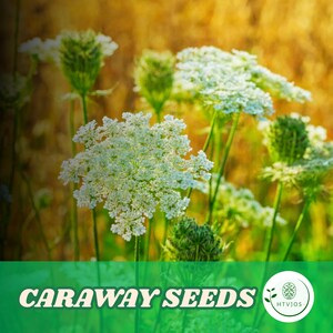 300 Caraway Seeds - Heirloom Non-GMO - Fresh Herb Seeds for Planting - Garden Harvest