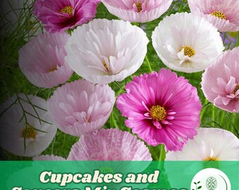 200 Cupcakes and Saucers Mix Cosmos Seeds for Planting Decorative Cosmos Flower Garden