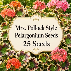 Mrs. Pollock Style Pelargonium Seeds, Fancy Leaf Geranium, Ornamental Garden Blooms
