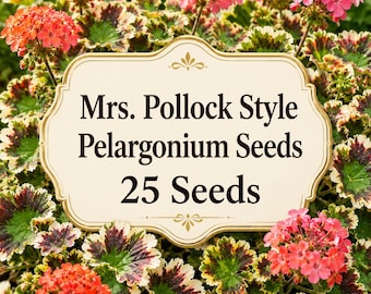 Pelargoniensamen im Mrs. Pollock-Stil, Ziergeranie mit auffälligen Blättern, Zierblumen für den Garten