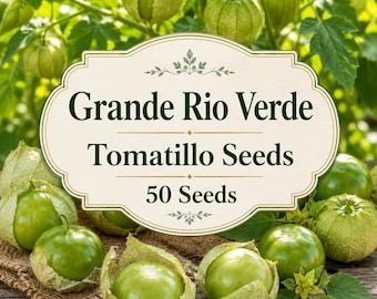Grande Rio Verde Tomatillo-Samen, 50 Samen, große grüne Tomatensorte, Salsa Verde (alte Sorte).