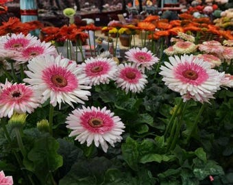 200 Everglades Gerbera Daisy Seeds for Planting Bright Gerbera Flower
