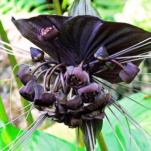 Puede incluir: Primer plano de una flor de murciélago negra, que muestra sus únicos pétalos de color púrpura oscuro y largos filamentos en forma de bigote. El grupo central de capullos y las hojas circundantes de la flor son visibles sobre un fondo verde borroso.