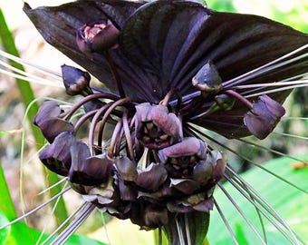 Tacca Chantrieri 5 Samen Easy Wachsen Garten Einjährige Pflanzen für Garten, Sommer, Frühling, Pflanzen