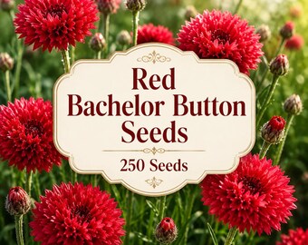 Samen der Roten Kornblume, 250 Stück, einjährige Schnittblume, bestäuberfreundliche Blüten für Bauerngärten