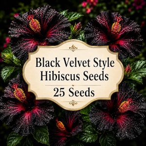 Semillas de hibisco estilo terciopelo negro, 25 semillas, híbrido de hibisco tropical color burdeos oscuro, flor ornamental exótica para macetas y jardín.