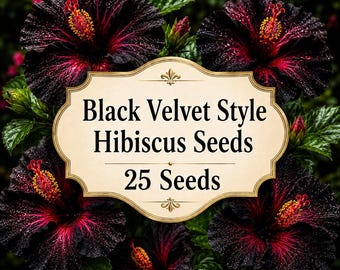 Hibiskussamen der Sorte „Black Velvet“, 25 Samen, dunkelburgunderrote tropische Hibiskushybride, exotische Zierblume für Töpfe und Garten