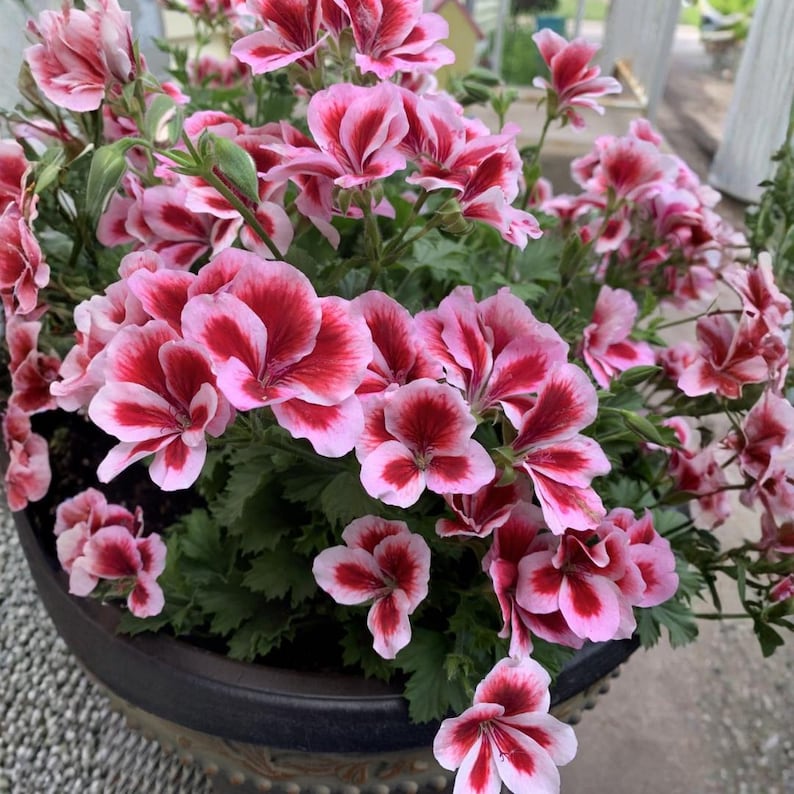 25 Martha Washington Geranium Seeds Regal Pelargonium Flower Seeds for ...