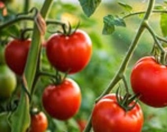 25 Samen 42 Tage Tomate Frühreifende Heirloom-Tomatensamen für die Gartenbepflanzung