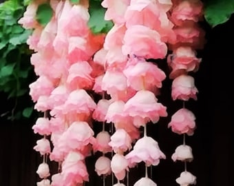 30 Light Pink Weeping Begonia Seeds Home Gardening