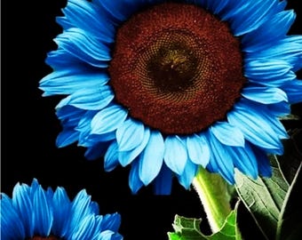 25 semillas de girasol azul: una flor de jardín rara