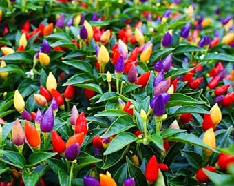 10 Chinese Five Color Pepper Seeds | Ornamental Edible Chili Plant
