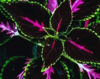 25 Schwarz-Rosa-Kingkong Coleus Blumensamen: Einfach Wachsen Gartenpflanzen