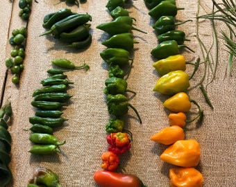 100 gemischte Pfeffersamen Ghost, Habanero, Jalapeño & Assorted Chili für die Beetbepflanzung