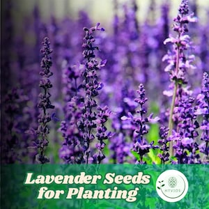 100 English Lavender Seeds for Planting Common Herb Variety Non-GMO Heirloom Seeds Fragrant Purple Blooms