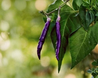パープルカイエンペッパーの種100粒（非遺伝子組み換え、辛い唐辛子、庭植え用）