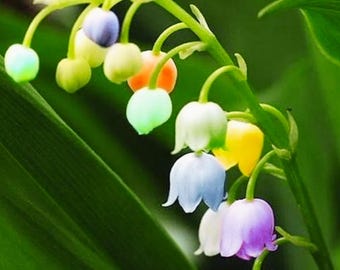50 Samen seltene bunte Maiglöckchen-Samen, Convallaria Majalis, Easy Grow