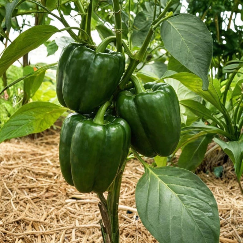Pu&ograve; includere: Primo piano di una pianta di peperoni verdi con diversi peperoni maturi verde scuro. I peperoni sono raggruppati sulla vite, circondati da grandi foglie verdi. Lo sfondo mostra un letto di paglia.