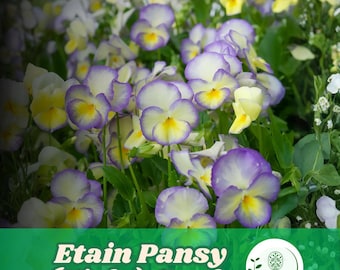 200 Etain Stiefmütterchen Samen zum Pflanzen von Soft Yellow und Lavendel Viola Blumenbehältern