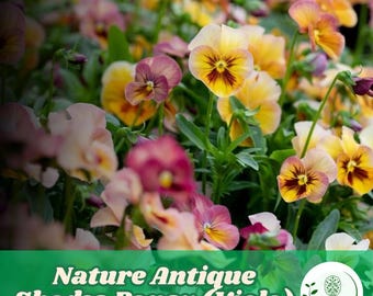 200 Antique Shades Pansy Seeds, Viola Flowers