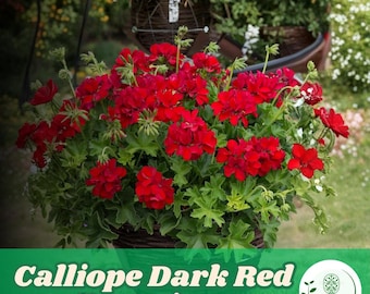 25 Calliope Dunkelrote Geraniensamen, Pelargonien für Garten & Container