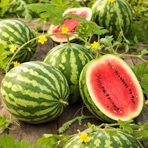 50 All Sweet Watermelon Seeds | Heirloom Non-GMO Watermelon Seeds for Garden Planting