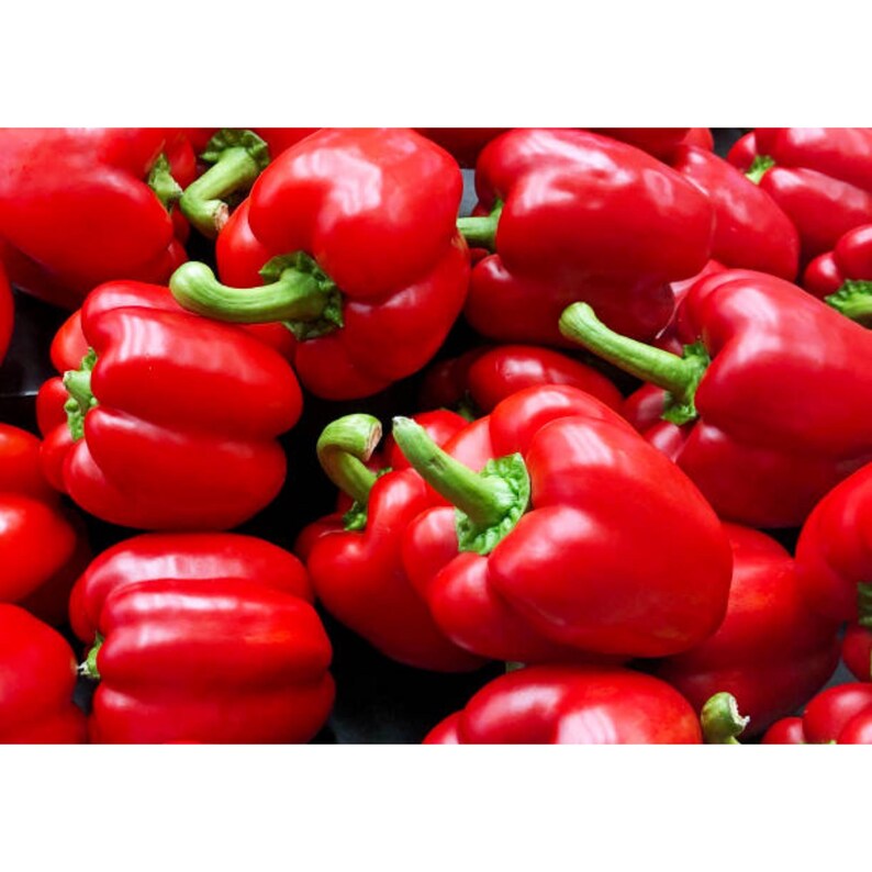 K&ouml;nnte beinhalten: Nahaufnahme eines Haufens leuchtend roter Paprika. Jeder Paprika hat eine gl&auml;nzende Oberfl&auml;che und einen leuchtend gr&uuml;nen Stiel. Die Paprika sind dicht gepackt und bilden eine ansprechende Pr&auml;sentation von frischen Produkten.