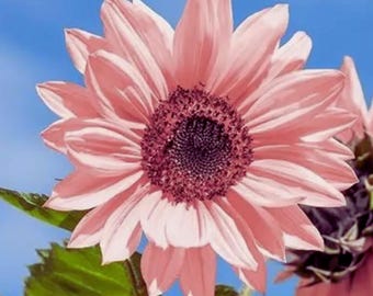 25 rosa Sonnenblumenkerne: Einfach zu züchten, trockenheitsresistent