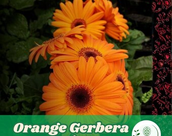 200 Orange Gerbera Daisy Seeds for Planting Bright Gerbera Flower Garden Beds and Containers