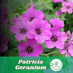 May include: Close-up of vibrant pink Patricia Geranium flowers with dark veining and centers. The flowers are in full bloom, surrounded by green foliage. The image includes the text "Patricia Geranium" in a green banner.