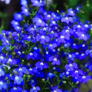 May include: A close-up of a cluster of vibrant blue flowers with white centres. The flowers are small and delicate, with multiple blooms visible. Green stems and leaves provide a contrasting backdrop.