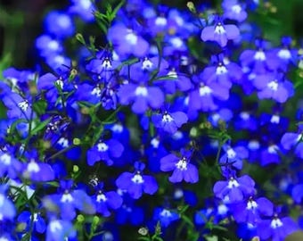 Schleichender Thymian Blau 100 Samen Easy Grow Gartenpflanzen für Garten, Sommer, Frühling, Pflanzen