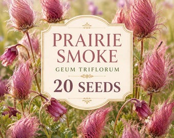 Graines de Geum triflorum (fleur de fumée des prairies), plante vivace indigène (20 graines)