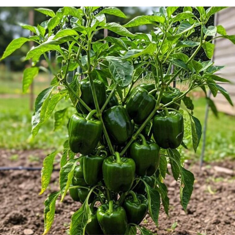 Pu&ograve; includere: Primo piano di una pianta di peperoni verdi, con numerosi peperoni verdi lucidi. La pianta &egrave; rigogliosa, con abbondanti foglie verdi. I peperoni sono di un verde intenso, a indicare che sono maturi. La pianta cresce in un giardino.