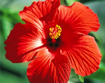 100 Samen Hibiskus Blumensamen, Stauden, einfach wachsen