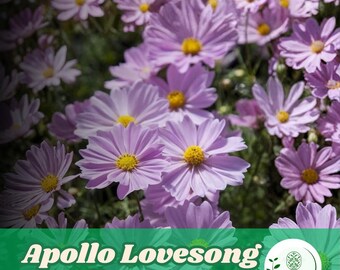200 Apollo Lovesong Cosmos Seeds for Planting Cosmos Flower Garden Beds, Borders, and Containers