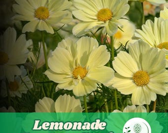 200 Lemonade Cosmos Seeds, Soft Yellow Flower Garden