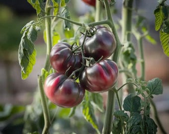 60 Cherokee Purple Tomatensamen | Heirloom Non-GMO für die Gartenbepflanzung