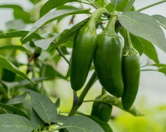 60 Frühe Jalapeno Samen | Erbstück Non-GMO Chili Gartenpflanzen