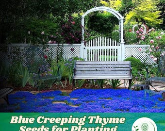 20.000 Magic Blue Creeping Thyme Seeds: Heirloom Perennial Ground Cover