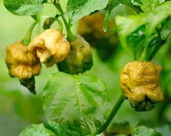 25 Pepper X Chili Samen zum Einpflanzen von extrem scharfen, würzigen Gartengemüsesamen