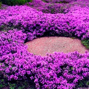 Creeping Thyme Purple 100 Seeds Easy Grow-tuinplanten voor tuin, zomer, lente, planten!