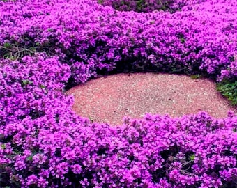 Creeping Thyme Lila 100 Samen Easy Wachsen Gartenpflanzen für Garten, Sommer, Frühling, Pflanzen