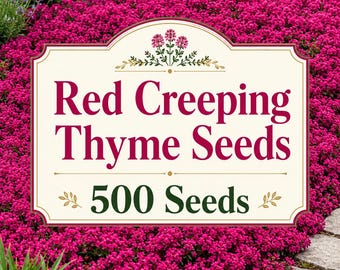 Red Creeping Thyme Seeds, Magenta Flowering Perennial Ground Cover, Rock Garden, Pollinator