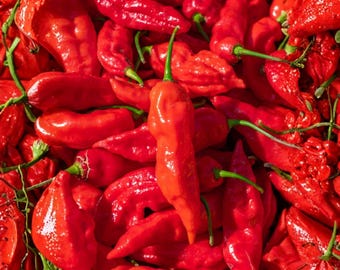 25 Samen der Geisterpaprika (Bhut Jolokia) | Non-GMO Hot Chili Pepper Samen zum Pflanzen im Garten