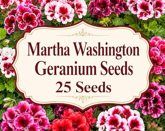 Può includere: Un'etichetta color crema con testo rosso scuro che recita Martha Washington Geranium Seeds 25 Seeds, centrata su uno sfondo di fiori di geranio Martha Washington rosa, rossi e bianchi con foglie verdi.
