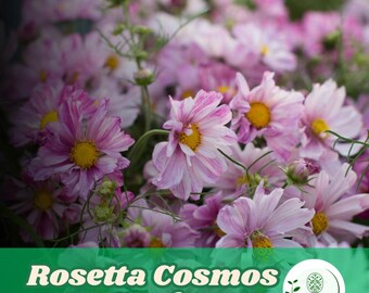 200 Rosetta Cosmos Seeds for Planting Double Flower Cosmos Garden Beds, Borders, and Containers