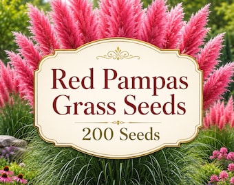 Rotes Pampasgras-Samen, 200 Samen, Ziergras Cortaderia selloana, Hohe Federrispen, Mehrjähriges Landschaftsgras